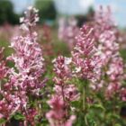 Dwergsering | Syringa bloomerang® 'Pink Perfume'