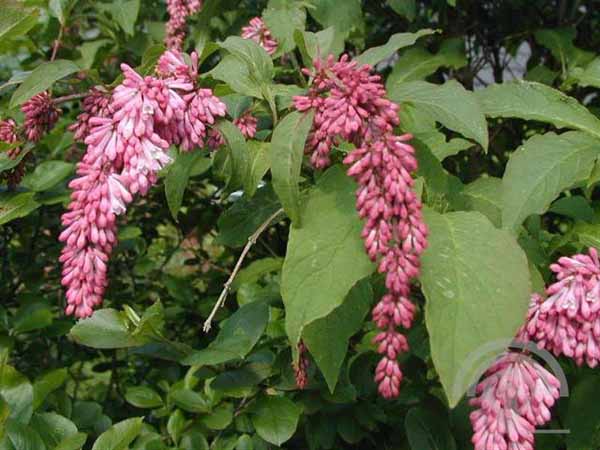 Syringa reflexa 6x4 Sering | Syringa reflexa