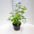 Gelderse roos | Viburnum opulus 'Roseum'