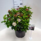Sneeuwbal | Viburnum tinus 'Lisa Rose'®