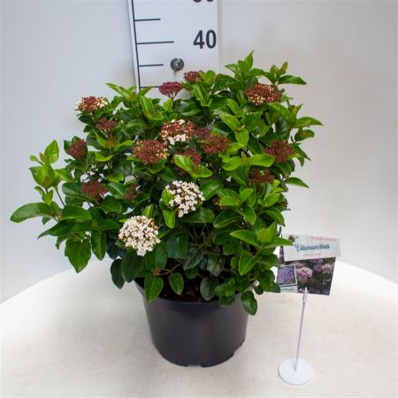 Viburnum-tinus-Lisa-Rose C3 25-30 45x45 Sneeuwbal | Viburnum tinus 'Lisa Rose'®