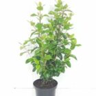 Sneeuwbal | Viburnum tinus 'Lisa Rose'®