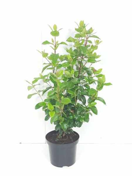 Viburnum tinus Lisa Rose C3 6x4 Sneeuwbal | Viburnum tinus 'Lisa Rose'®