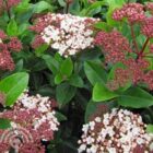 Sneeuwbal | Viburnum tinus 'Lisa Rose'®
