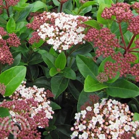 Sneeuwbal | Viburnum tinus 'Lisa Rose'®
