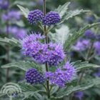 Caryopteris - Blauwe spiraea | Caryopteris clandonensis ‘Heavenly Blue’