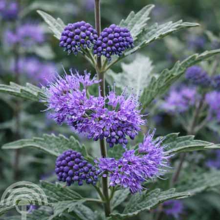 Caryopteris - Blauwe spiraea | Caryopteris clandonensis ‘Heavenly Blue’