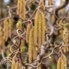 Kronkelhazelaar | Corylus avellana 'Contorta'