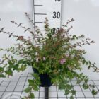 Abelia | Abelia 'Edward Goucher'