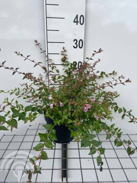 Abelia Edward Goucher C2 6x4 Abelia | Abelia 'Edward Goucher'