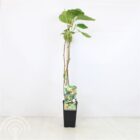 Kiwi (zeflbestuivend) | Actinidia deliciosa 'Jenny'