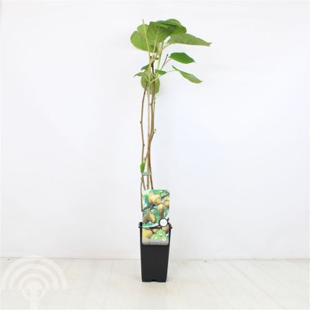 Actinidia deliciosa Jenny C2 45x45 Kiwi (zeflbestuivend) | Actinidia deliciosa 'Jenny'