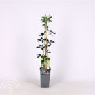 Chocoladewingerd | Akebia quinata
