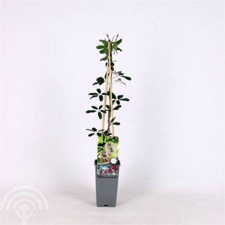Akebia quintata C2 45x45 Chocoladewingerd | Akebia quinata