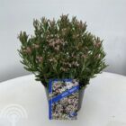 Lavendelheide | Andromeda polifolia 'Compacta'