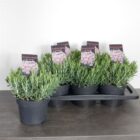 Lavendelheide | Andromeda polifolia 'Compacta'