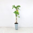 Trompetklimmer | Campsis radicans 'Flava'