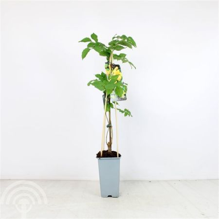 Campsis radicans Flava C2 45x45 Trompetklimmer | Campsis radicans 'Flava'