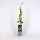 Bosrank | Clematis 'Gipsy Queen'