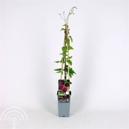 Clematis Gipsy Queen C2 45x45 Bosrank | Clematis 'Gipsy Queen'