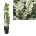 Bruidssluier | Fallopia aubertii