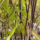 Bamboe | Fargesia nitida 'Black Pearl'