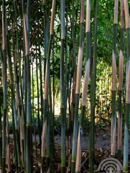 Fargesia nitida Obelisk 6x4 Bamboe | Fargesia nitida 'Obelisk'