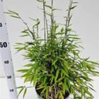 Bamboe | Fargesia nitida 'Volcano'