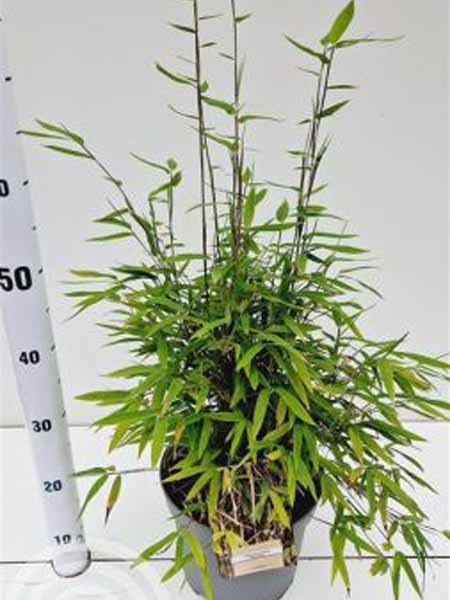 Fargesia nitida Volcano 60-80 6x4 Bamboe | Fargesia nitida 'Volcano'