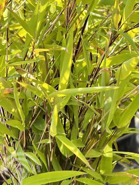 Bamboe | Fargesia nitida 'Volcano'