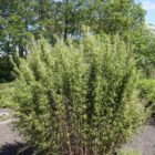 Bamboe | Fargesia nitida 'Volcano'