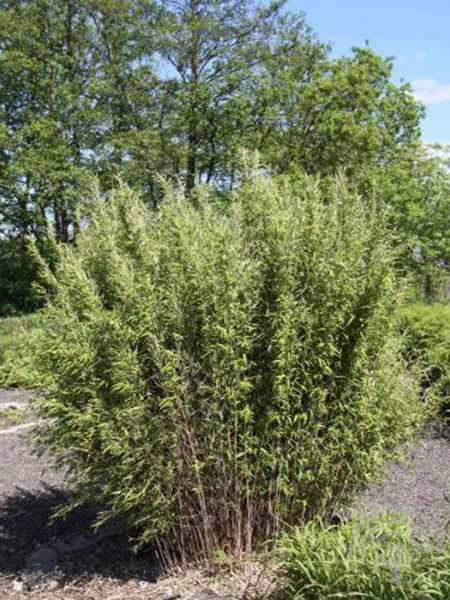 Bamboe | Fargesia nitida 'Volcano'