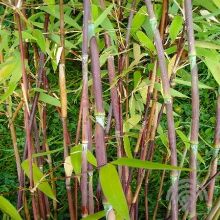 Fargesia nitida Winter Joy 45x45 Bamboe | Fargesia nitida 'Winter Joy'