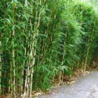 Bamboe | Fargesia robusta 'Campbell'