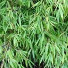 Bamboe | Fargesia robusta 'Pingwu'