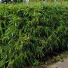 Bamboe | Fargesia rufa