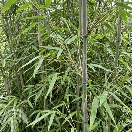 Fargesia_da-wei_murielae_x_nitida_45x45 Bamboe | Fargesia 'Da-Wei'