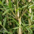 Bamboe | Fargesia robusta 'Pingwu'