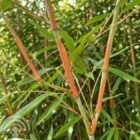 Bamboe | Fargesia rufa