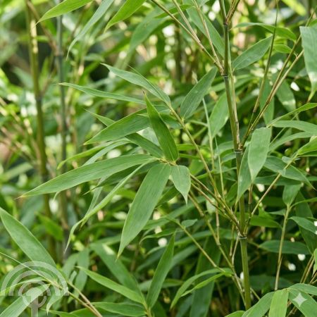 Fargesia_schensbossen_murielae_x_nitida_45x45 Bamboe | Fargesia Schensbossen