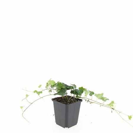 Hedera helix P9 45x45 Gewone klimop | Hedera helix