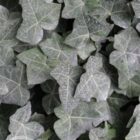 Gewone klimop | Hedera helix
