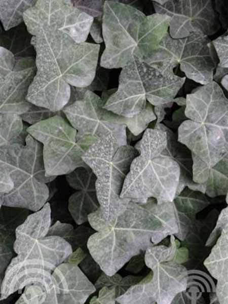 Gewone klimop | Hedera helix