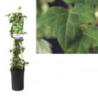 Gewone klimop | Hedera helix