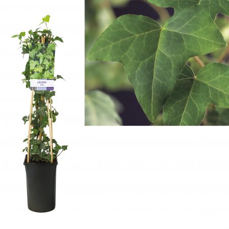 Hedera-helix. klimop 45x45 Gewone klimop | Hedera helix