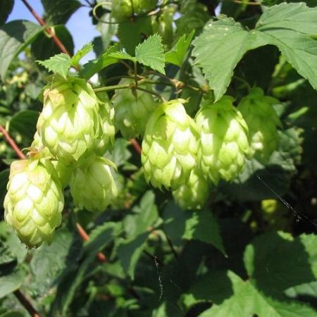 Humulus-lupulus-Nordbrau 45x45 Hop - vrouwelijk | Humulus lupulus 'Nordbrau'