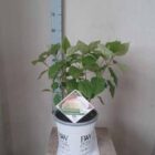 Hydrangea arborescens 'Incrediball'