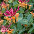 Kamperfoelie | Lonicera heckrottii 'American Beauty'