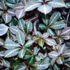 Chinese wilde wingerd | Parthenocissus henryana