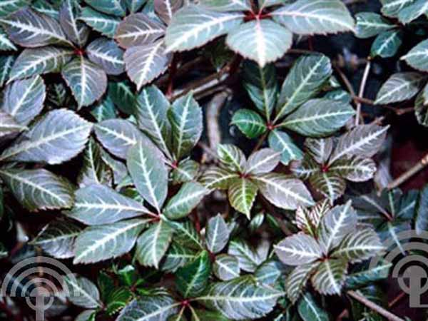 Chinese wilde wingerd | Parthenocissus henryana